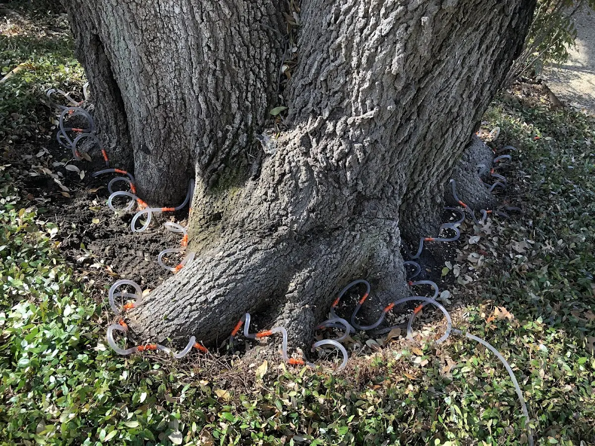 Detailed Tree Cabling and Bracing job site in Verona Beach