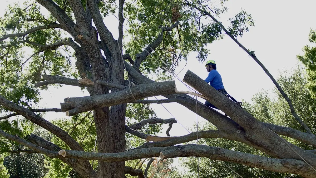 Professional Crown Thinning performed by certified arborists in Verona Beach