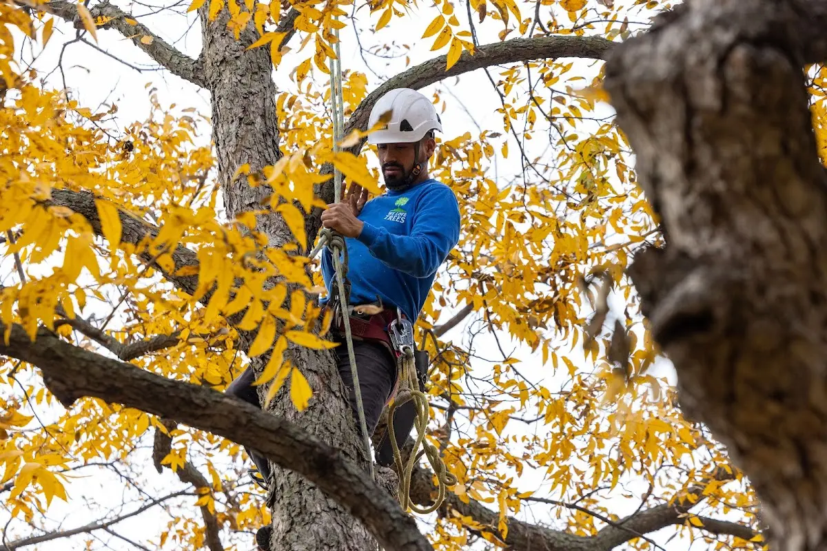 Skilled Tree Pruning crew working in Verona Beach