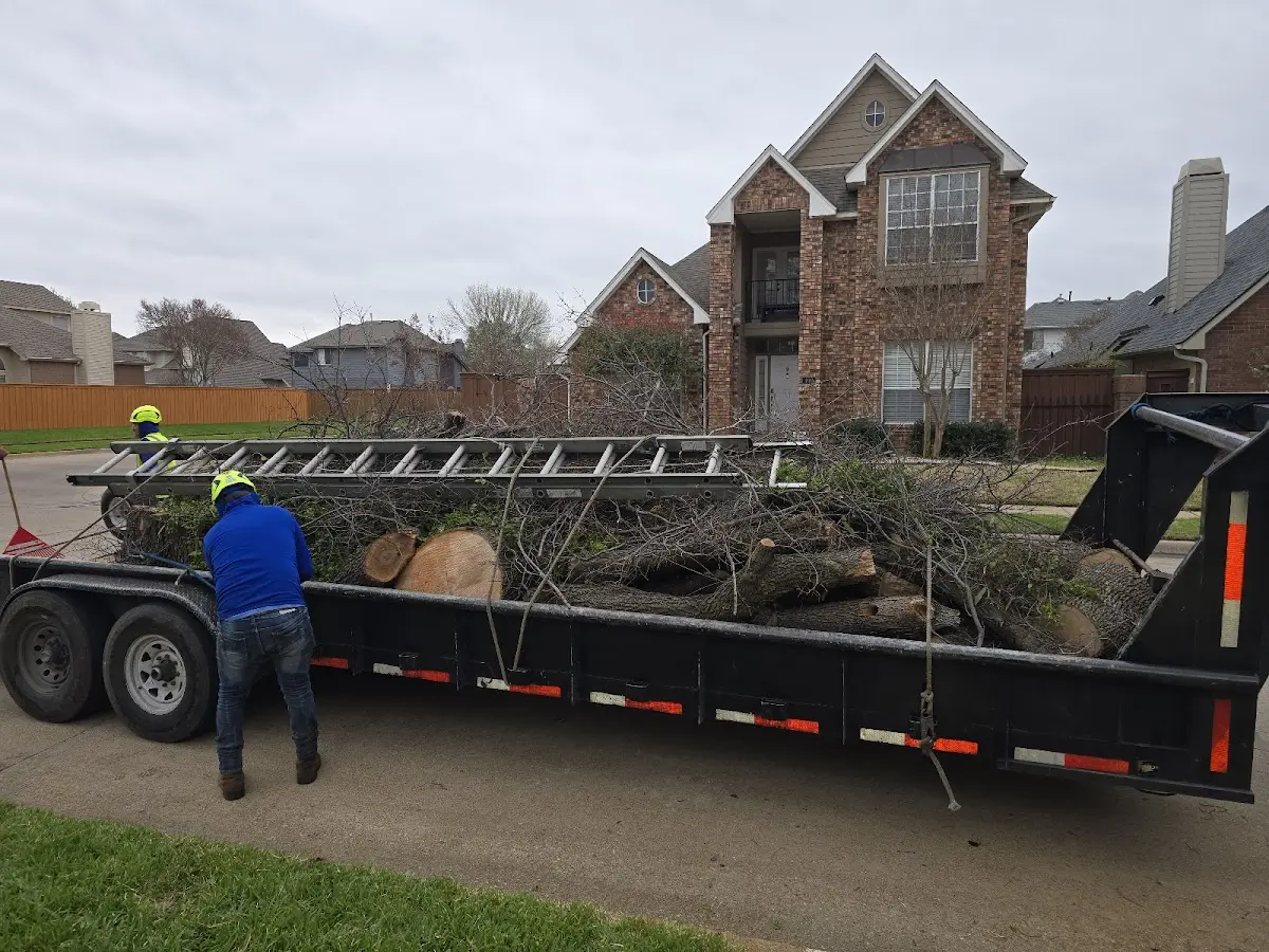 Expert Tree Fertilization with proper safety equipment in Verona Beach